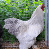 Gallo Brahma