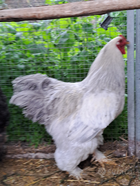Gallo Brahma