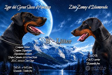 Cuccioli Dobermann Alta Genealogia con Pedigree