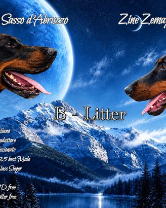 Cuccioli Dobermann Alta Genealogia con Pedigree