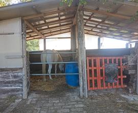 Affitto box cavallo - pensione