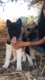 Akita Americano Cuccioli