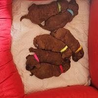 Barboncini nani pedigrè ENCI