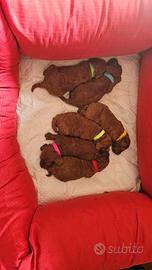 Barboncini nani pedigrè ENCI