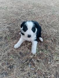 Border collie