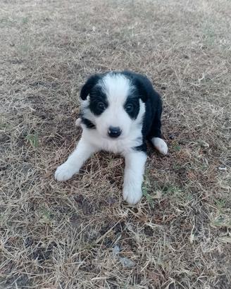 Border collie