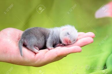 Cuccioli di furetto