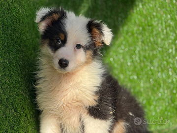 Pastori australiani con pedigree