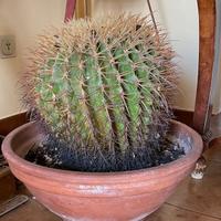 Kroenleinia grusonii