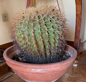 Kroenleinia grusonii