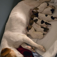 Cuccioli Jack Russell Terrier con pedigree