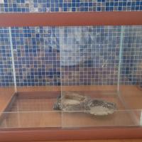 Terrario Legno e Vetro 50x32x40 cm + Accessori 