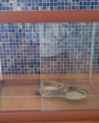 Terrario Legno e Vetro 50x32x40 cm + Accessori 