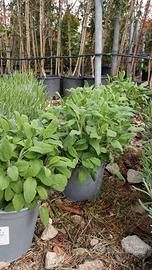 piante officinali