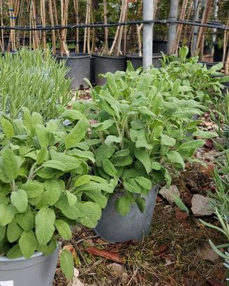 piante officinali