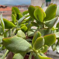 Pianta succulenta BABY Crassula arborescens