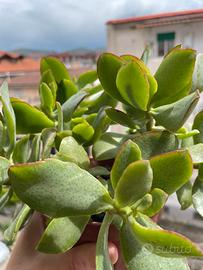 Pianta succulenta BABY Crassula arborescens