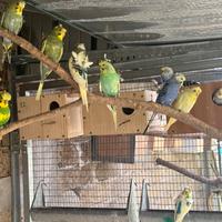 Hagaromo Hagoromo ondulati cocorite