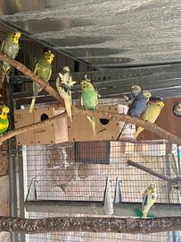 Hagaromo Hagoromo ondulati cocorite