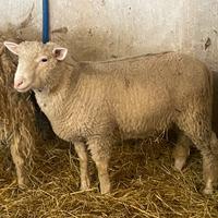 Montone Merinizzata Italiana