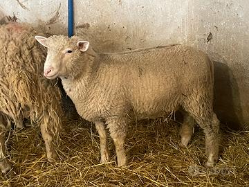 Montone Merinizzata Italiana