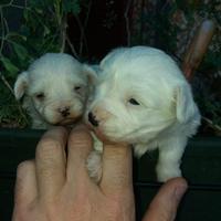 Maltipoo adorabile femminuccia