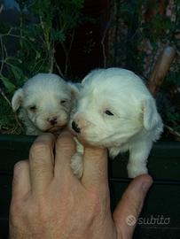 Maltipoo adorabile femminuccia