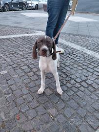 Pointer