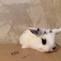 Conigli Ariete Nano nati 14 dicembre 2025