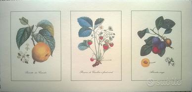 2 Stampe Botaniche Vintage Frutta 50x24cm Illustra