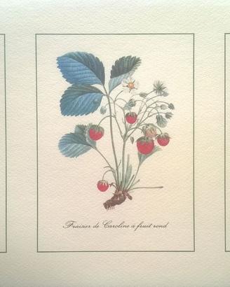 2 Stampe Botaniche Vintage Frutta 50x24cm Illustra