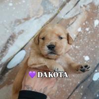 Cuccioli di Golden Retriever Allevamento