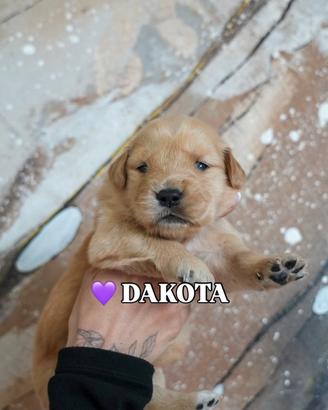 Cuccioli di Golden Retriever Allevamento