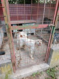 Cuccioli setter inglese