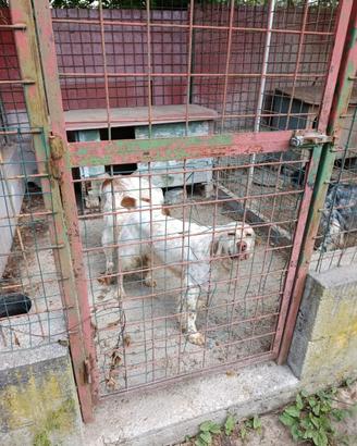 Cuccioli setter inglese