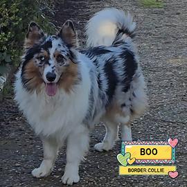 BOO border collie mantello blu merle in adozione
