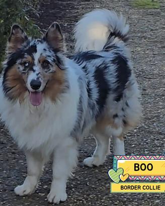 BOO border collie mantello blu merle in adozione
