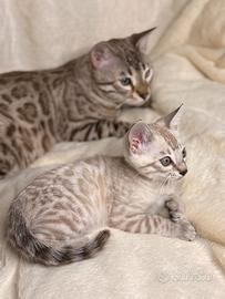 Cuccioli gatto bengal