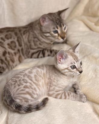Cuccioli gatto bengal