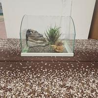 Acquario pesci