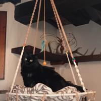 cuccia per gatti sospesa