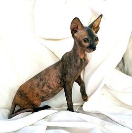 Gattini don sphynx m e f