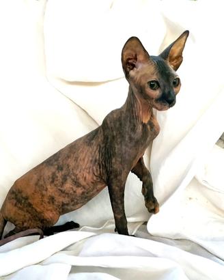 Gattini don sphynx m e f