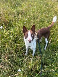 Border Collie per monta con pedigree ENCI
