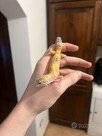 Geco leopardino