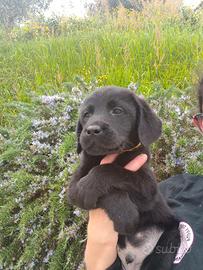 Cucciolo di Labrador retriever neri