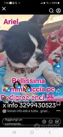 Femminuccia chihuahua pc