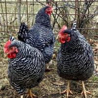 Barred rock ovaiole allevati a terra