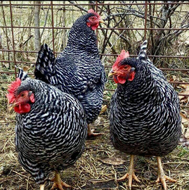 Barred rock ovaiole allevati a terra