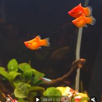 Platy Red Coral